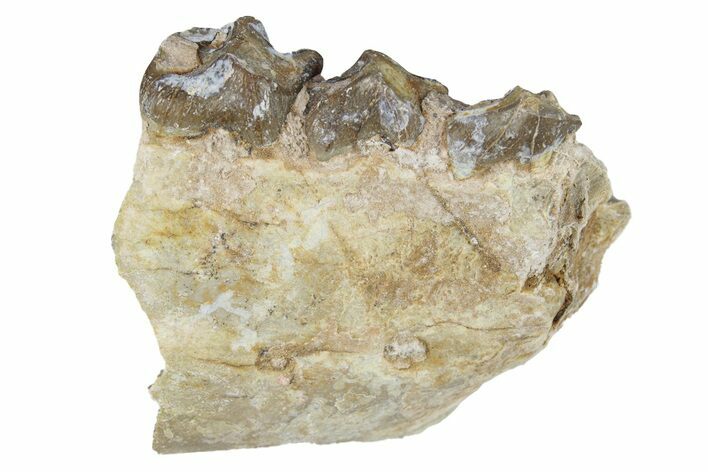 Oreodont (Merycoidodon) Jaw Section - South Dakota #254999